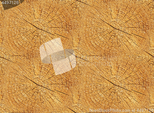 Image of Cross section of trunk as a seamless wooden background