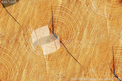 Image of Cross section of trunk as a seamless wooden background