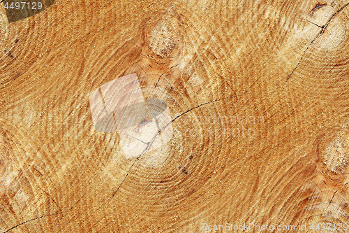 Image of Cross section of trunk as a seamless wooden background