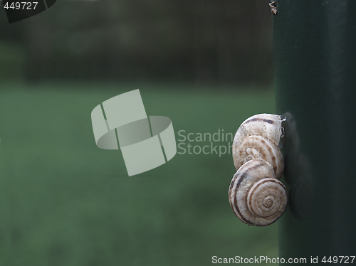 Image of Snails