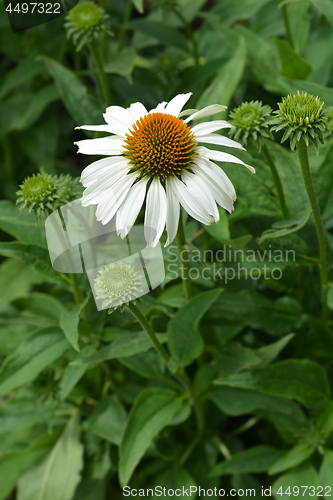 Image of White coneflower