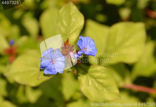 Image of Blue Leadwort