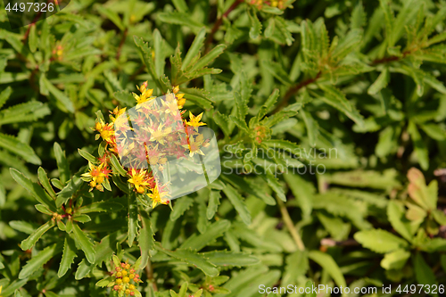 Image of Chinese Mountain Stonecrop