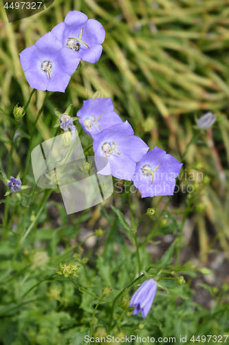 Image of Carpathian bellflower Blue Clips