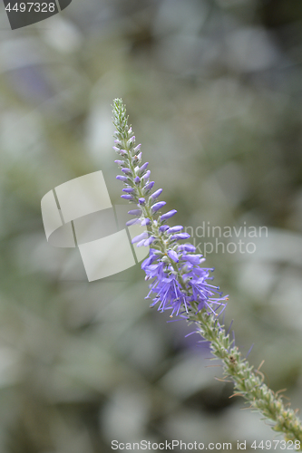 Image of Silver speedwell