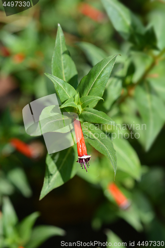 Image of Cigar flower