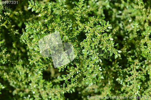 Image of Rockweed