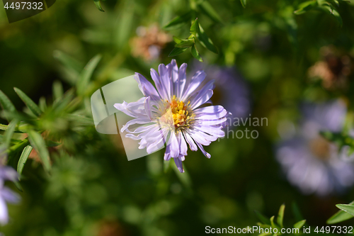 Image of Alpine aster Dunkle Schoene