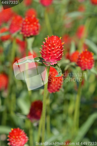 Image of Red globe amaranth