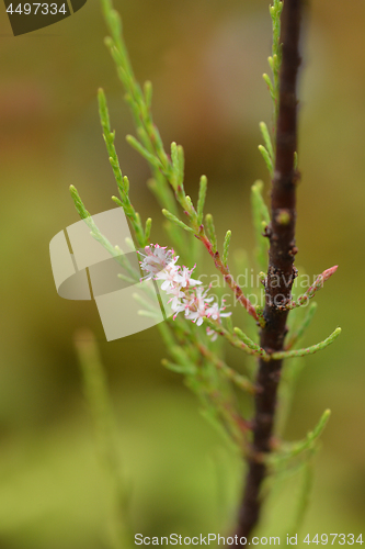 Image of Four-stamen tamarisk