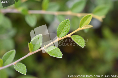 Image of Franchets cotoneaster