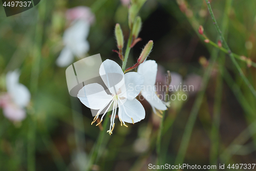 Image of Geyser White Gaura