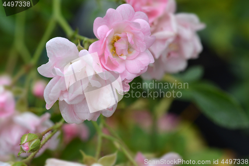 Image of Shrub rose Fairy