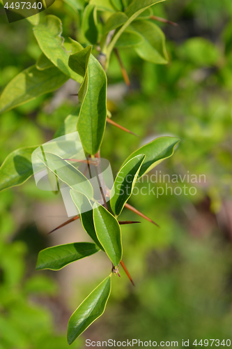 Image of Mandarin melon berry