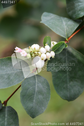 Image of Coralberry