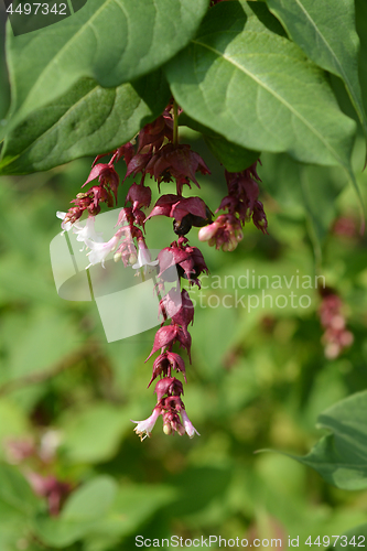 Image of Himalayan honeysuckle