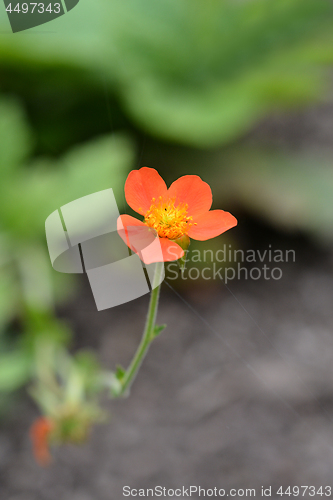 Image of Dwarf orange avens