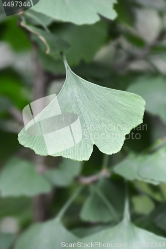 Image of Ginkgo