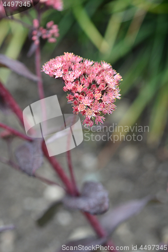 Image of Orpine Purple Emperor