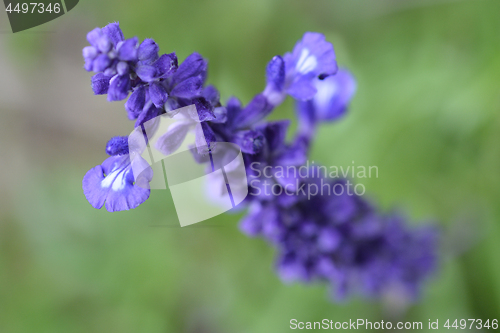 Image of Mealy Cup Sage