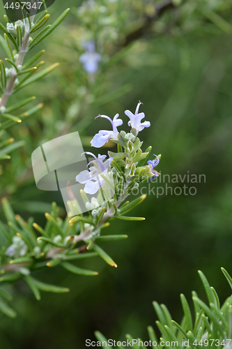 Image of Rosemary flower