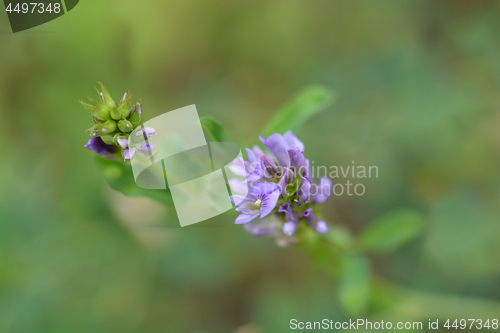 Image of Alfalfa