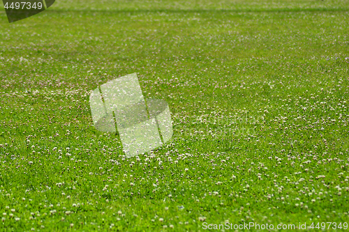 Image of Green grass