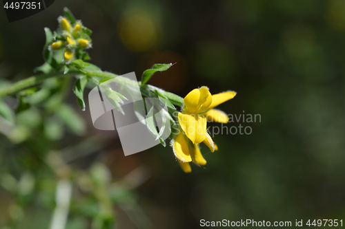 Image of Spanish Gorse