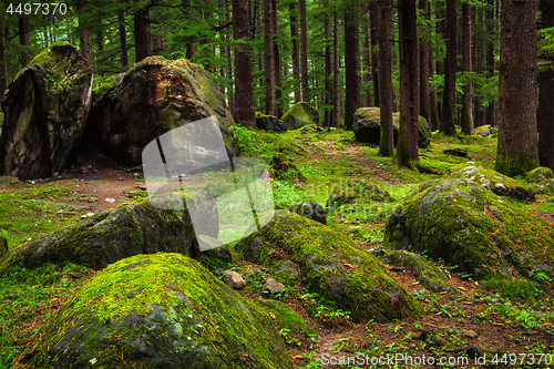 Image of Pine forest with rocks and green moss