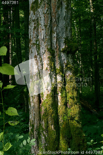 Image of Old hornbeam tree trunk moss wrapped