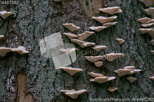 Image of Spruce bark with lots of white fungi