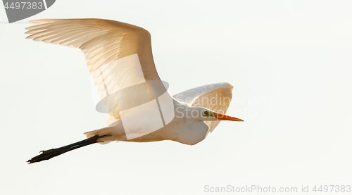 Image of Great Egret(Ardea alba)) in flight