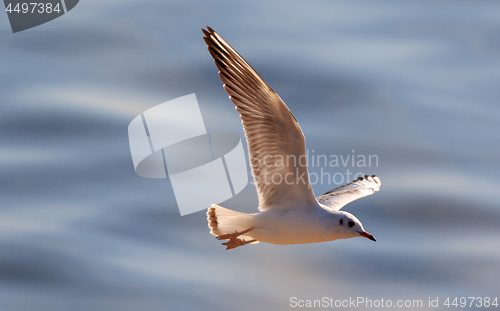 Image of Juvenile Black-headed gull (Chroicocephalus ridibundus) in flight