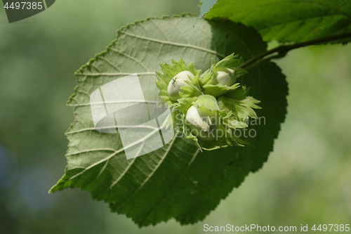 Image of Hazel tree single leaf close up