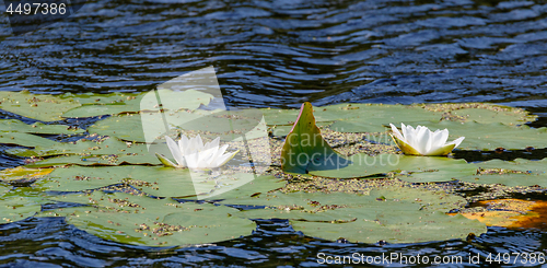 Image of Some flowering water lily