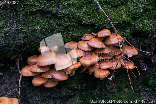 Image of Bunch of autumnal fungus