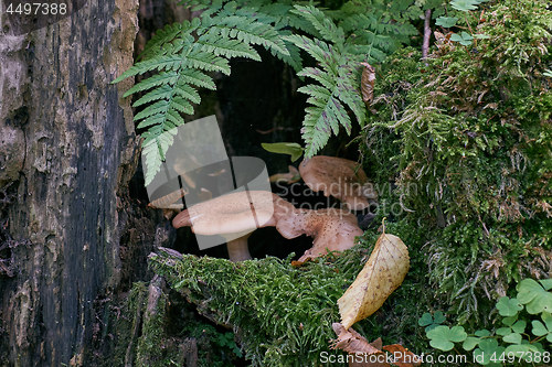 Image of Honey Fungus and ferns 