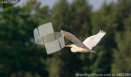 Image of Great Egret(Ardea alba) in flight