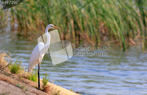 Image of Great Egret(Ardea alba) standing