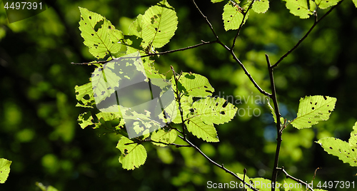 Image of Hornbeam tree leaves against sunlight