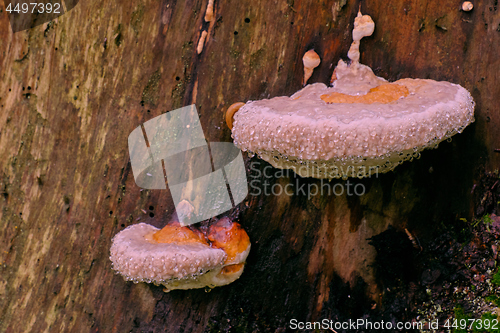 Image of Juvenile Polypore fungus in autumn