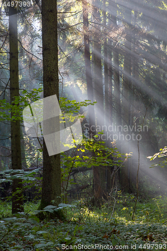 Image of Sunbeam entering rich deciduous forest