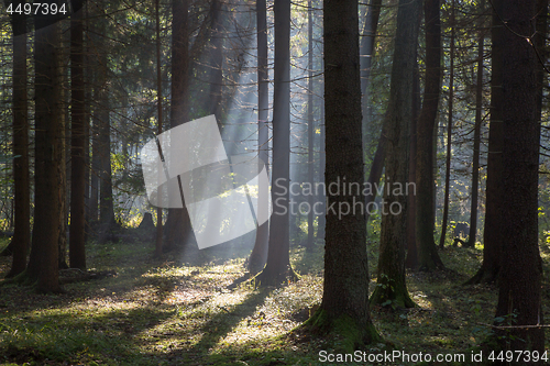 Image of Sunbeam entering rich deciduous forest