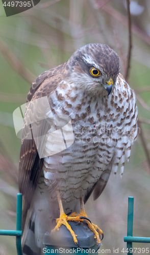 Image of Eurasian sparrowhawk (Accipiter nisus) portrait