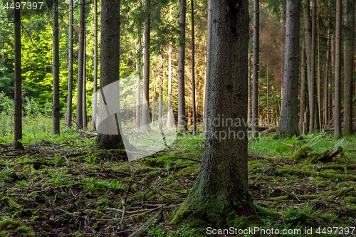 Image of Rich coniferous forest in sunset