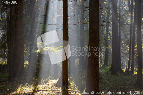 Image of Sunbeam entering rich deciduous forest