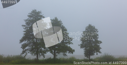 Image of Three deciduous tree in mist