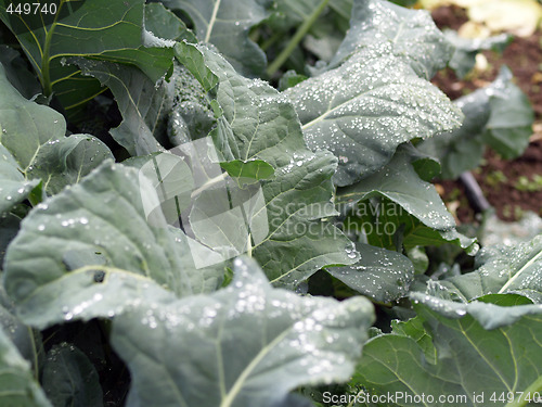 Image of Kale leaves in garden with water drops