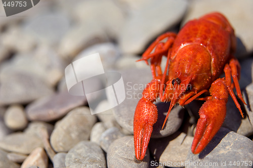 Image of Red boiled crawfish