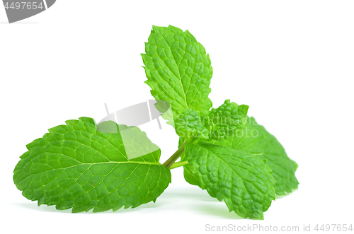 Image of Fresh peppermint leaves